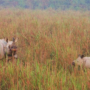 Ett axplock av vra egna bilder frn Kaziranga- & Manas nationalpark i Assam, nordstra Indien. Flj med p ngon av vra gruppresor och upplev 