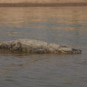 Flodsafari med sikte p gavial och flodkrokodil! Chambal Valley - en genuin plats utmed floden Chambal med rikt fgelliv, flodkrokodiler, delfiner och den utrotningshotade gavialen. Vi bor p det familjra och charmiga Chambal Safari Lodge och gr vra safariturer till fots och med bt.