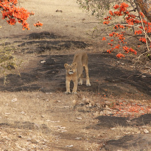 I Girskogen i indiska Gujarat lever Asiens enda vilda population av Lejon! Swed-Asia Travels arrangerar din safariresa, och grna i kombination med besk i delstatens unika textilbyar..