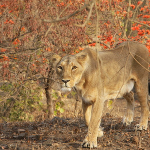 I Girskogen i indiska Gujarat lever Asiens enda vilda population av Lejon! Swed-Asia Travels arrangerar din safariresa, och grna i kombination med besk i delstatens unika textilbyar..